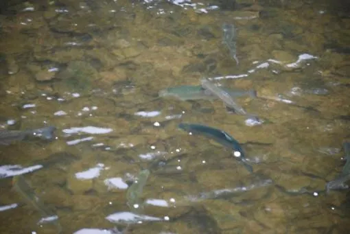 Leaf Du Nord Kemp Dirbach